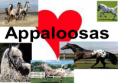 /album/fotogallerij/a1appaloosas-png/