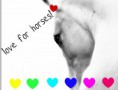 /album/fotogallerij/paard-jpg/